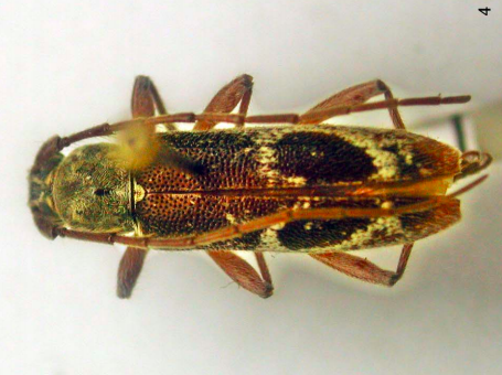 A. cordiforme