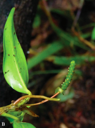 A.annularum