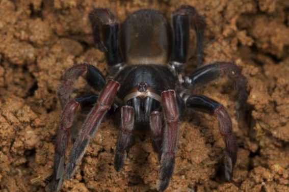S. sebastiani