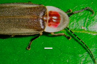 P.interdius