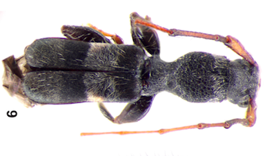 E. tristis