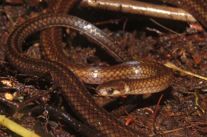 S.austrella