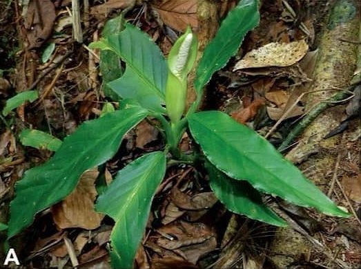 D. mortoniana