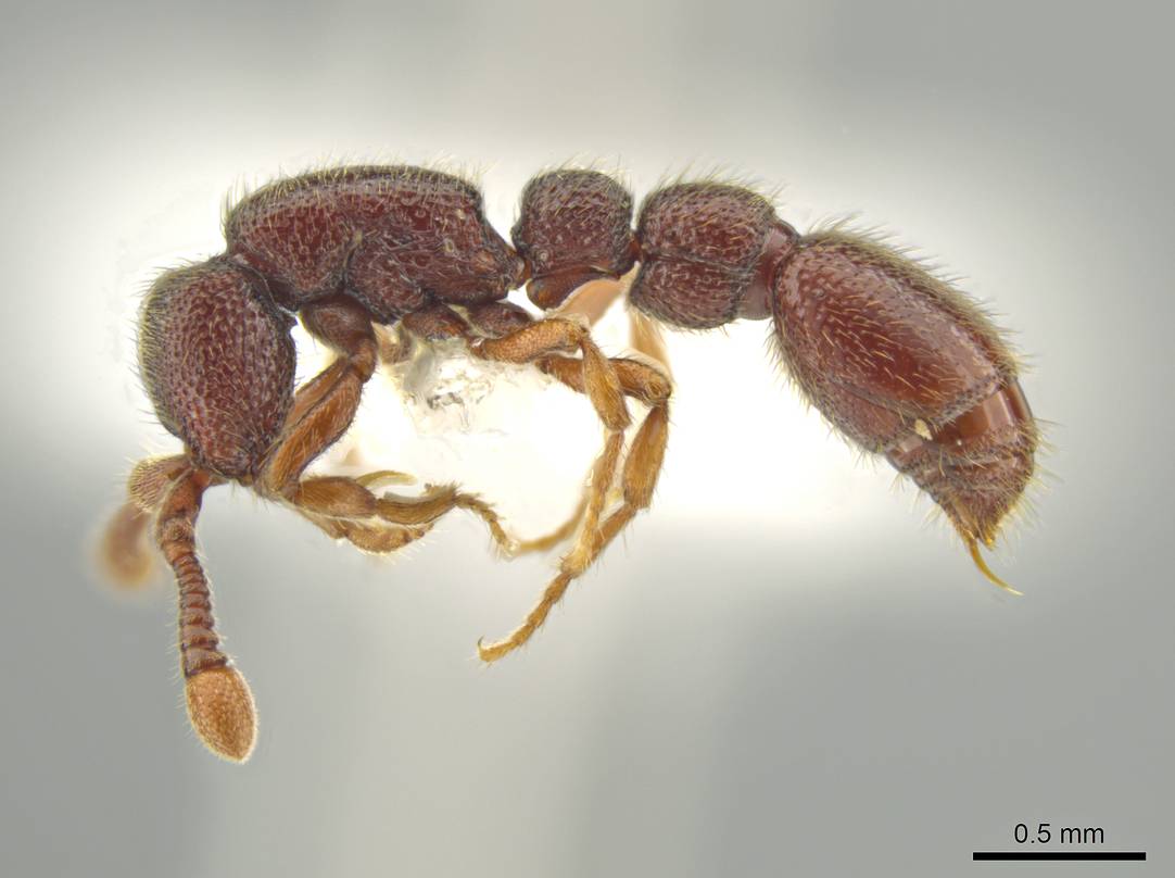 S.austrella