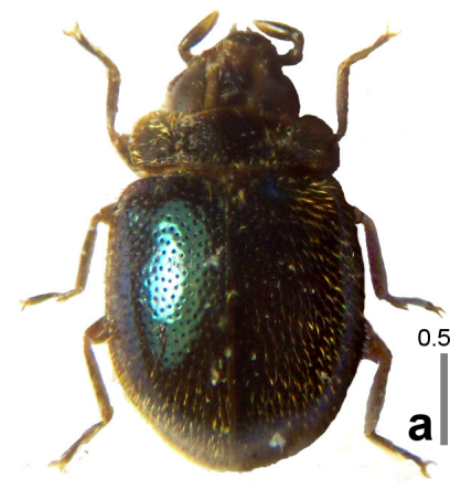 N.chucanti