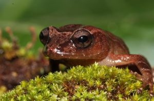 Diasporus