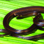 Holotype-of-Tantilla-berguidoi-in-life Holotype-of-Tantilla-berguidoi-in-life