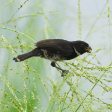 Animals like this variable seedeater (<em>Sporophila corvina</em>) are vital seed dispersers for Panamanian plants.