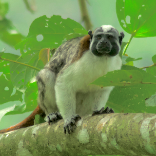 Saguinus geoffroyi ©Jonathan Mills-Anderson