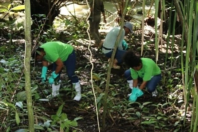 saplings2