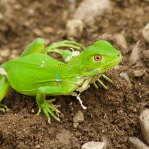 Iguana