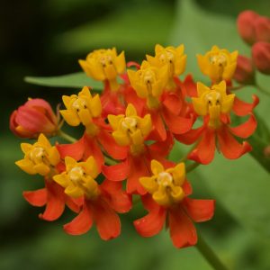 Milkweed