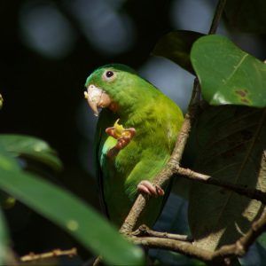 Orange-chinned Parakeet 12