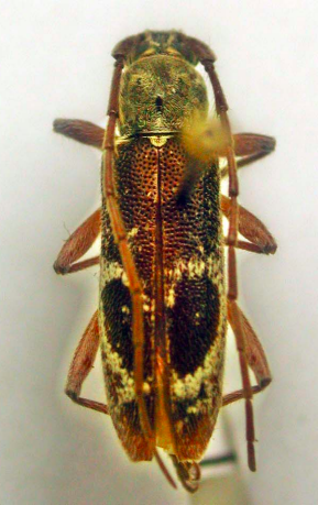 A. cordiforme male