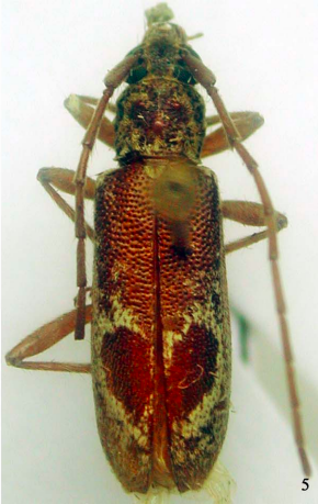 Anelaphus cordiforme female