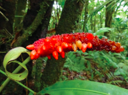 Anthurium chucantiense