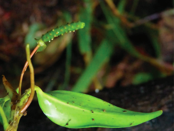 Anthurium annularum