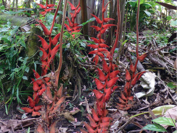 Heliconia berguidoi